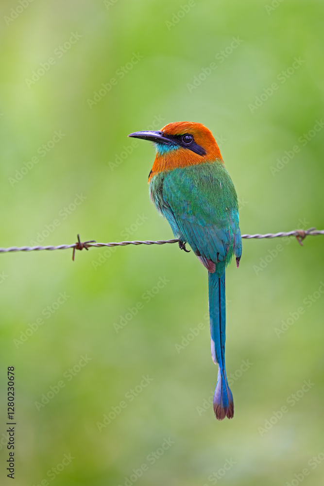 Obraz premium The cinnamon becard, Pachyramphus cinnamomeus, is a passerine bird.