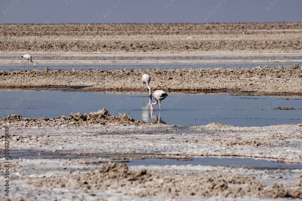 Flamingo's feeding at the Laguna Chaxa. Part of the Los Flamencos National Reserve, Chile. Flamingo's feeding at the Laguna Chaxa. Part of the Los Flamencos National Reserve, Chile.