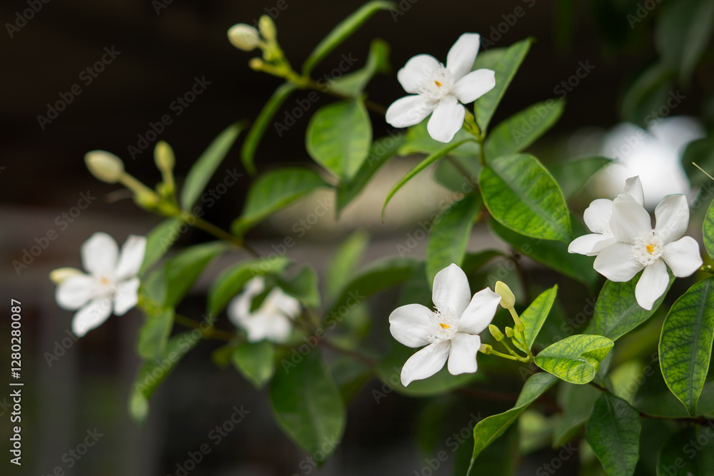 White Flower in Bush Close-Up – High-Quality Stock Photos Featuring Vibrant Petals, Lush Green Foliage, Detailed Textures, Natural Beauty, Tropical Blooms, and Botanical Aesthetics for Nature Themes. White Flower in Bush Close-Up – High-Quality Stock Photos Featuring Vibrant Petals, Lush Green Foliage, Detailed Textures, Natural Beauty, Tropical Blooms, and Botanical Aesthetics for Nature Themes.