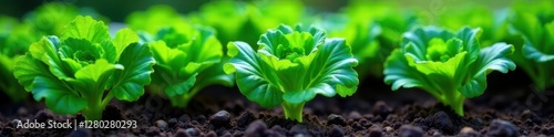 Dark soil, lush kale plants in raised bed; focus on vibrant greens , well-being, healthy