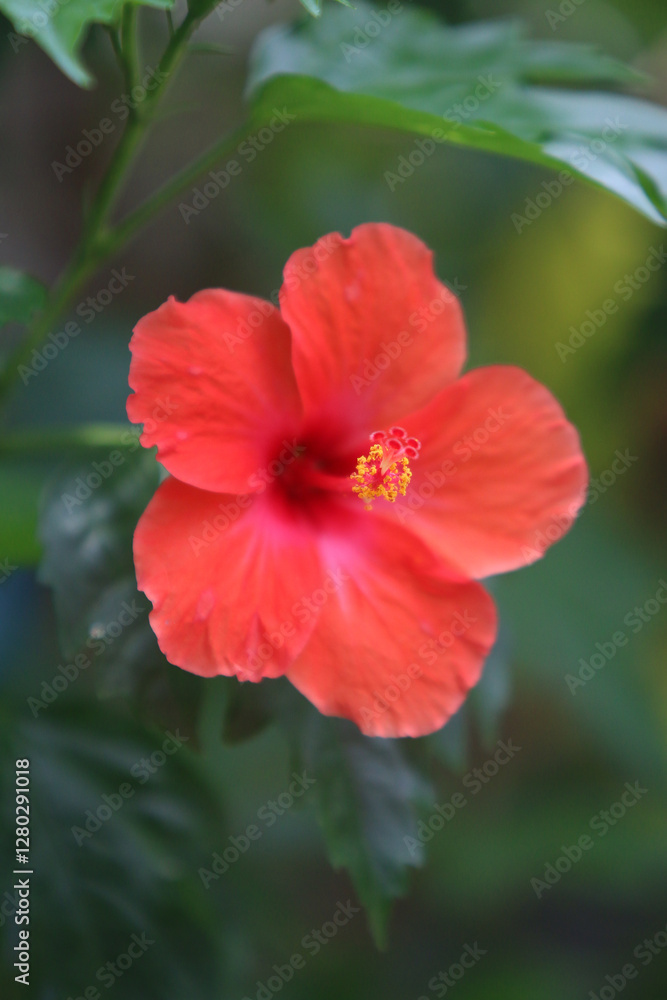 Radiant Hibiscus in Bloom: The fiery beauty of a vibrant red hibiscus flower bursts forth. Radiant Hibiscus in Bloom: The fiery beauty of a vibrant red hibiscus flower bursts forth.
