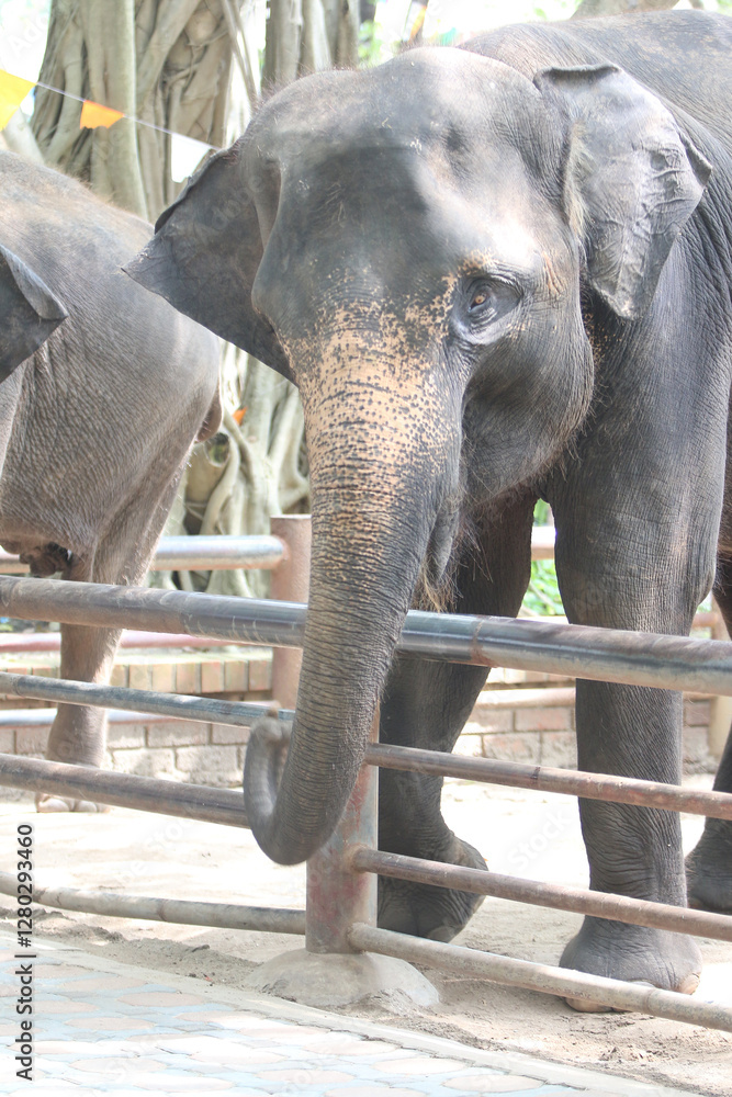 Fototapeta premium Elephant at Enclosure: The majestic elephant, with its wrinkled skin and expressive eyes, stands near a fence. A portrait of the gentle giant in its habitat.