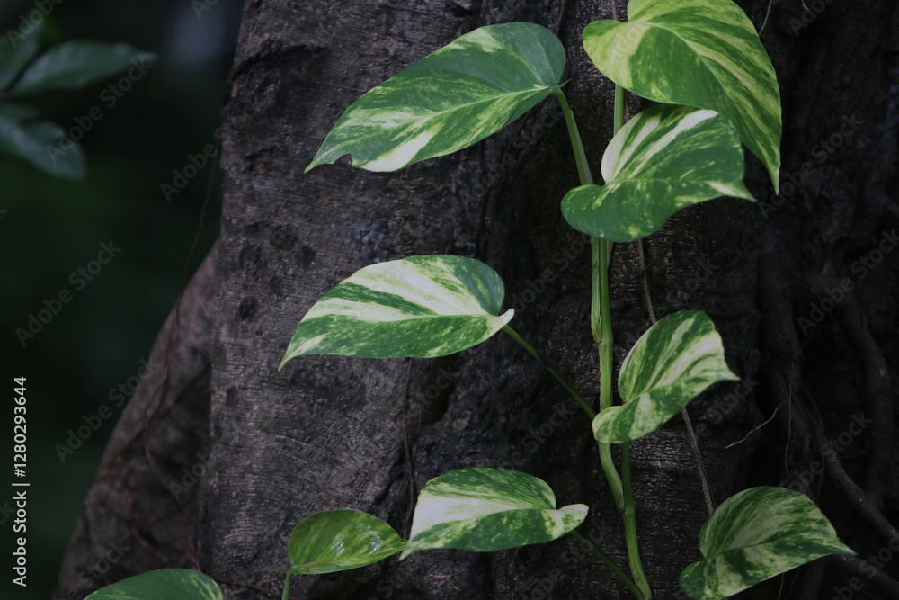 Vibrant Vines Embrace: Close-up of a lush green vine with striking variegated leaves, its tendrils gracefully climbing a textured tree trunk, creating a harmonious contrast of textures and colors. Vibrant Vines Embrace: Close-up of a lush green vine with striking variegated leaves, its tendrils gracefully climbing a textured tree trunk, creating a harmonious contrast of textures and colors.