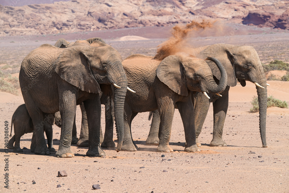 Fototapeta premium Herde von Elefanten unterwegs in der Namibwüste in Namibia