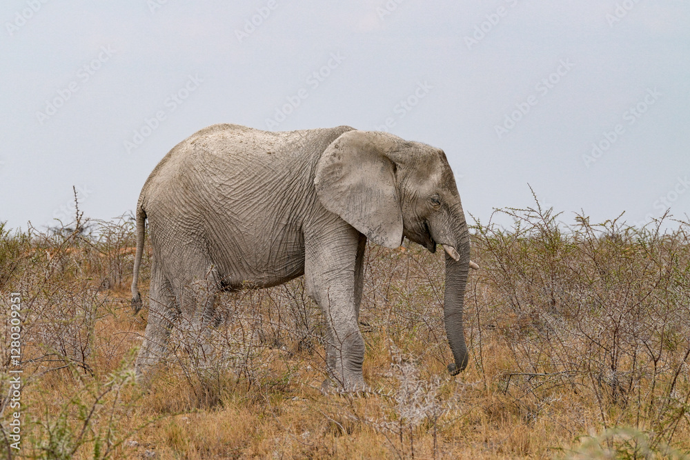 Obraz premium Herde von Elefanten unterwegs in Etosha