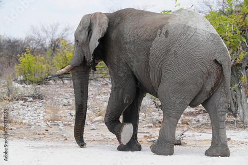 Elefant durchquert eine Strasse in der Steppe,  photo