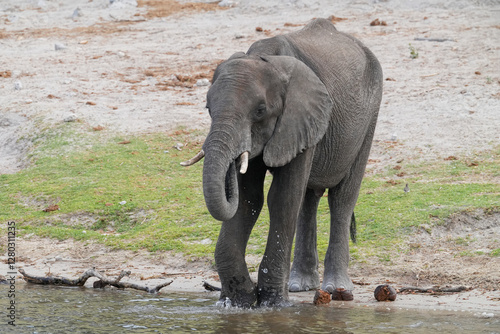 Elefant am Flussufer in Namibia