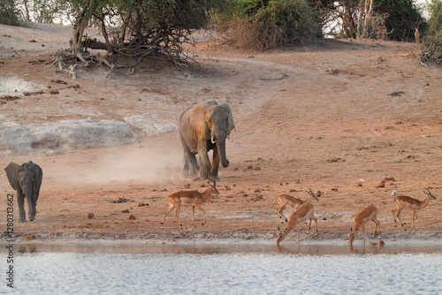 Herde von Elefanten unterwegs am Fluss mit Impalas photo