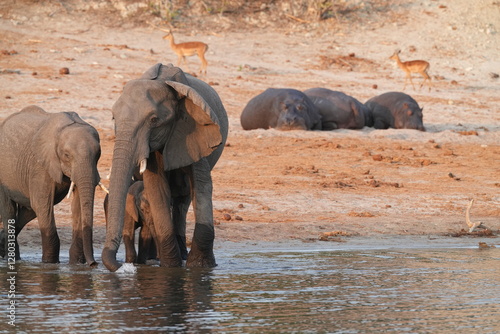 Elefanten am frühen Morgen am Ufer des Chobe photo