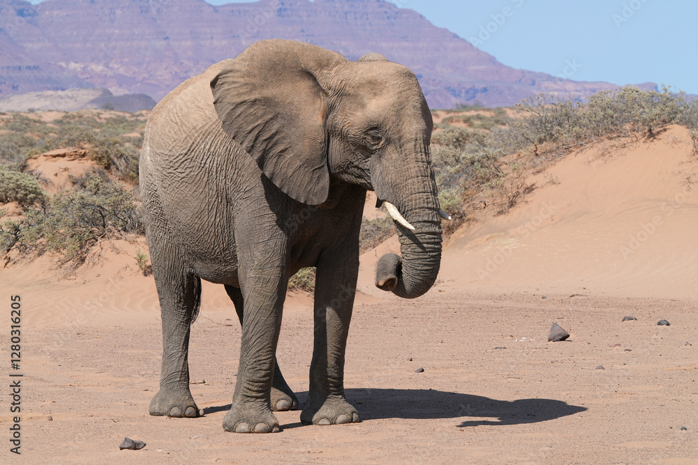 Obraz premium Ein Wüstenelefant in der Namibwüste von Namibia