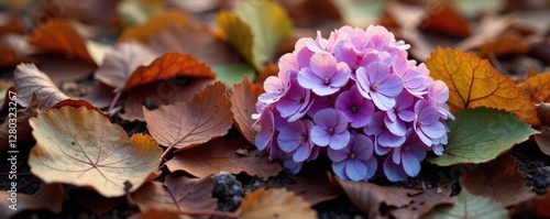 Dead and decaying hydrangea leaves on the ground, wilting, autumn