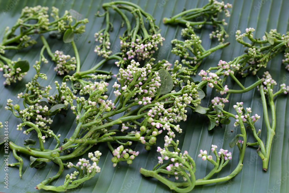 Fototapeta premium Fresh Flower of Ceylon Spinach or, Malabar Nightshade