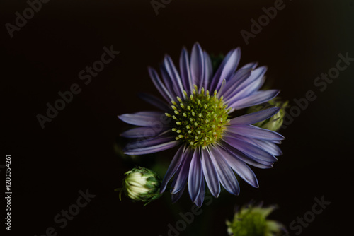 A Purple Aster Flower on a Black Background photo