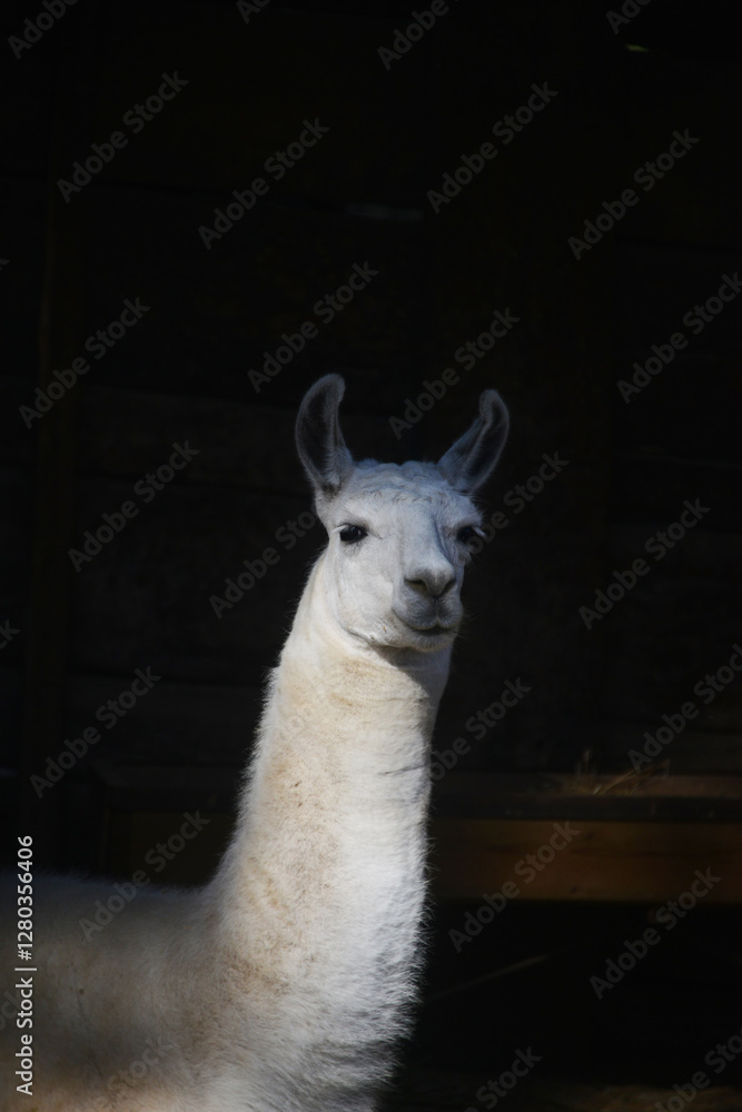 Fototapeta premium Llama against a black background