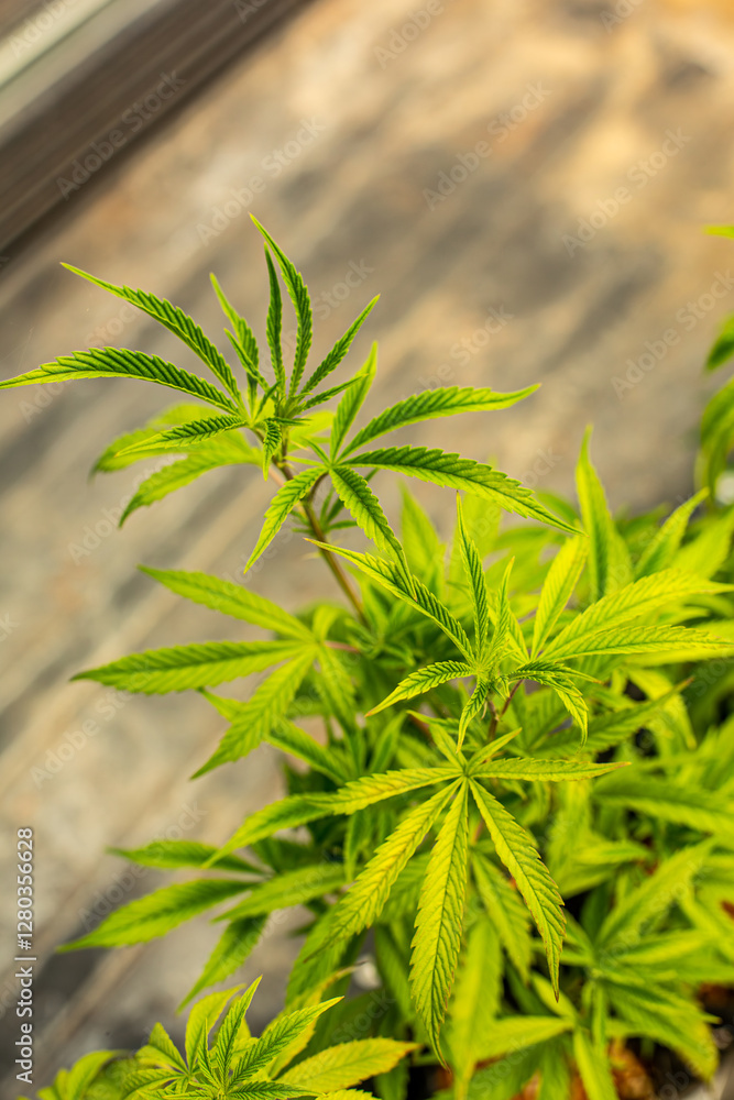 Fototapeta premium Cannabis bud on an Indoor grow facility farm