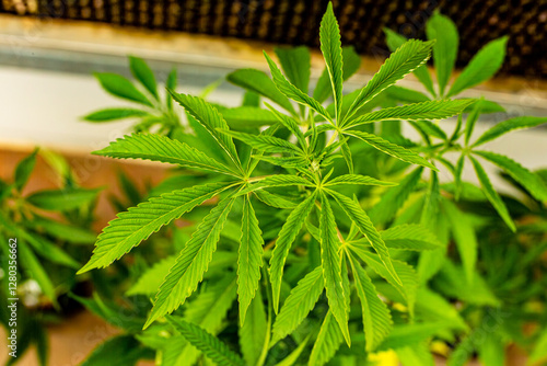 Cannabis bud on an Indoor grow facility farm photo