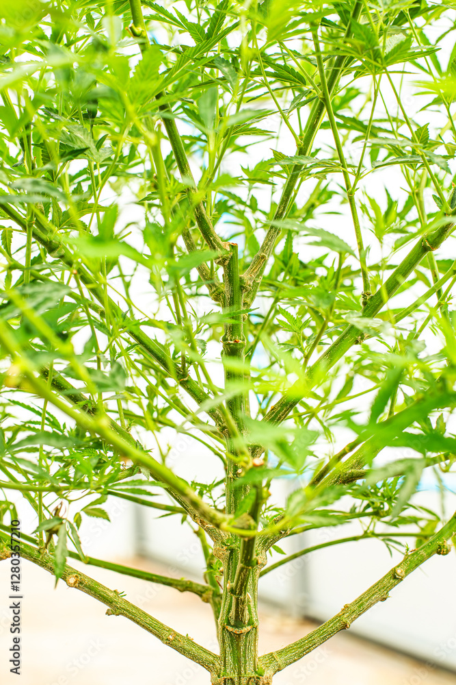 Naklejka premium Cannabis PLANT on an Indoor grow facility farm