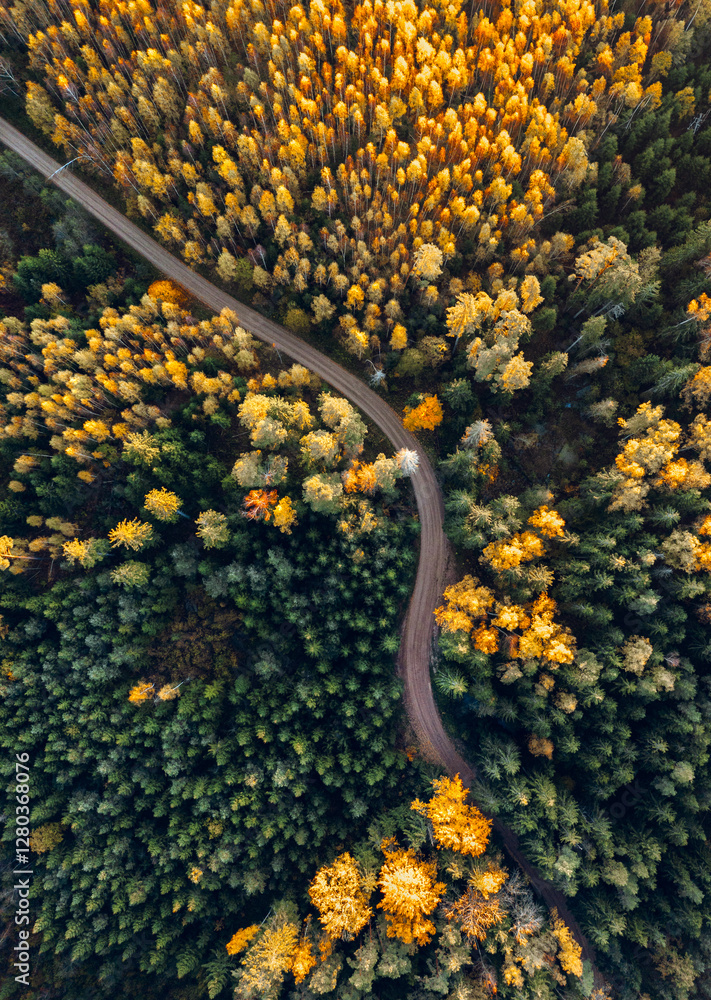 Top down drone shot of forest in colorful autumn colors. Abstract scenery, sustainable ecosystem. Colorful foliage.