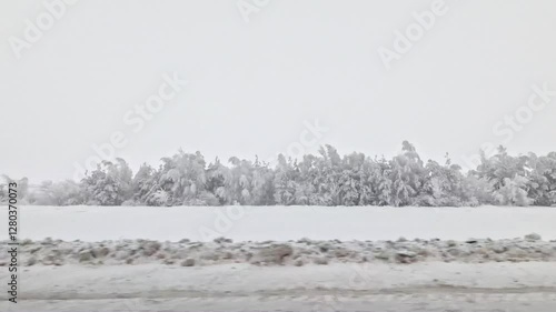 Wallpaper Mural Snow-covered trees are filmed from the window of a car at speed. Torontodigital.ca