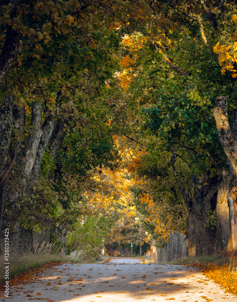 Zoom in view of colorful tree alley in autumn colors. Sunrise lights up colorful leaves and foliage.