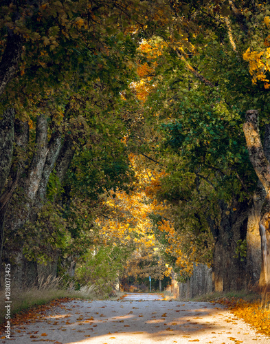 Obraz na płótnie Zoom in view of colorful tree alley in autumn colors. Sunrise lights up colorful leaves and foliage. w salonie