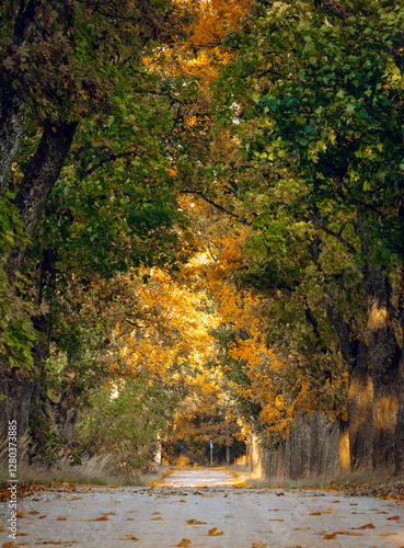 Obraz na płótnie Zoom in view of colorful tree alley in autumn colors. Sunrise lights up colorful leaves and foliage. w salonie