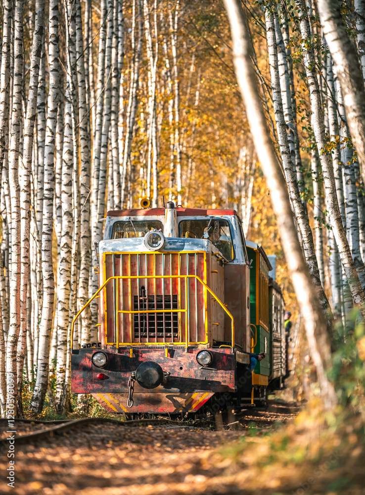 Zoom in view of colorful tree alley in autumn colors. Sunrise lights up colorful leaves and foliage.