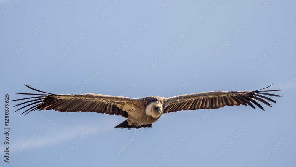 Griffon vulture in flight over the Caire rock, Provence Griffon vulture in flight over the Caire rock, Provence