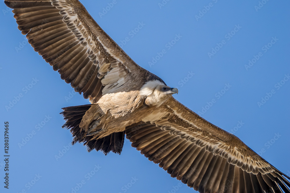 Fototapeta premium Portrait of a griffon vulture in flight in the Provence sky