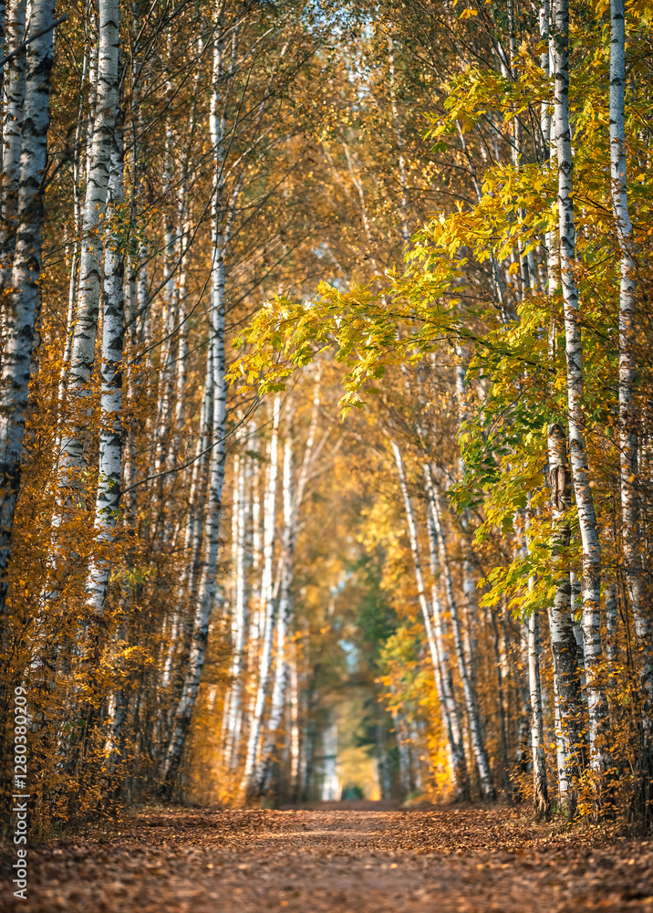 Zoom in view of colorful tree alley in autumn colors. Sunrise lights up colorful leaves and foliage.