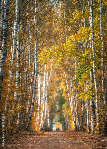 Obraz na płótnie Zoom in view of colorful tree alley in autumn colors. Sunrise lights up colorful leaves and foliage. w salonie