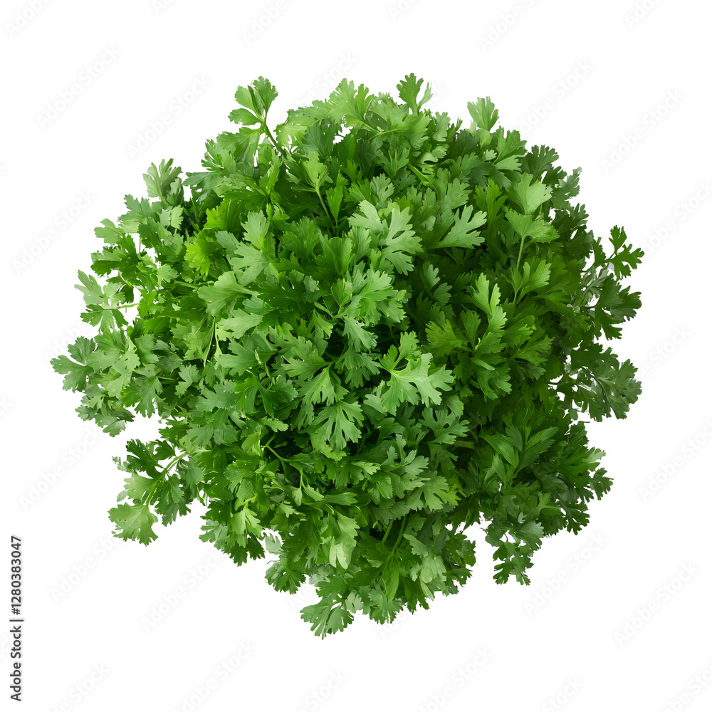 Fototapeta premium Fresh cilantro bunch isolated on transparent background, aromatic green herb.