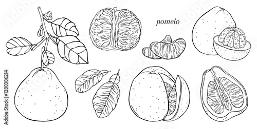 Set of linear illustrations with different pomelo elements and leaves. Vector hand drawn illustration. For prints, textiles, stickers, gift wrap and more.
