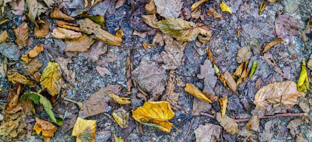 Obraz premium Fallen yellowed leaves on the ground