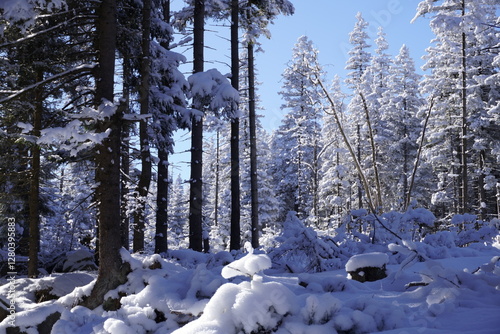 Fototapeta Naklejka Na Ścianę i Meble -  zimowy las 