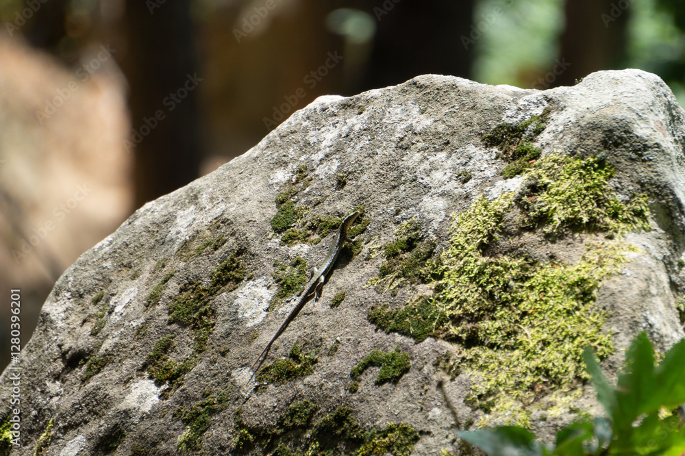 Close-up of a large rock covered with moss in the forest Close-up of a large rock covered with moss in the forest