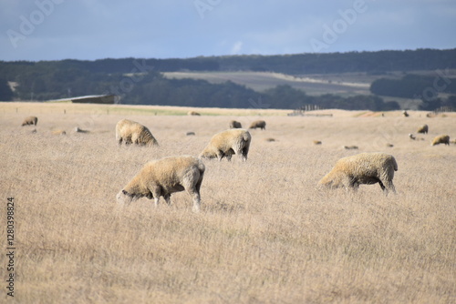 herd of sheep