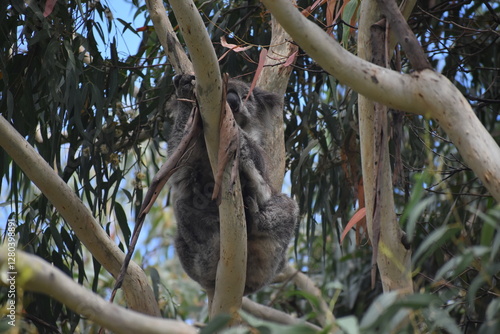 Koala on a tree