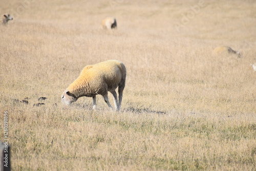 sheep in the field