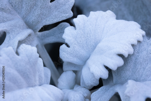Fotografie dusty miller, silver leafves