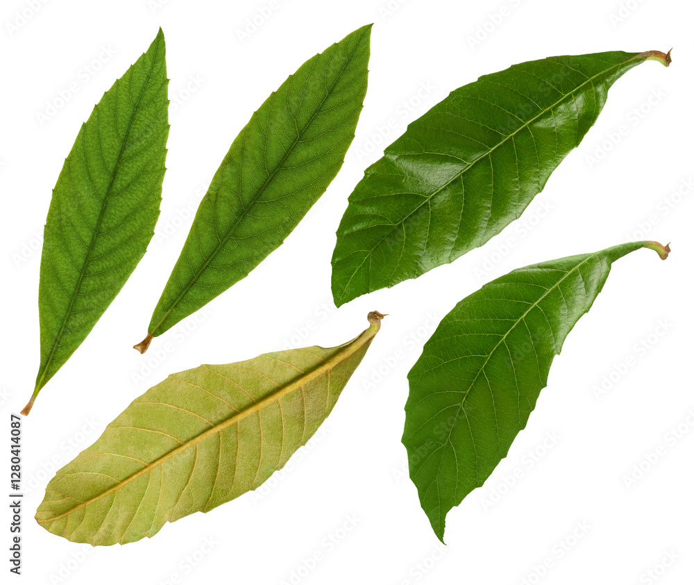 Obraz premium Persimmon fresh green leaves set bundle isolated on white background