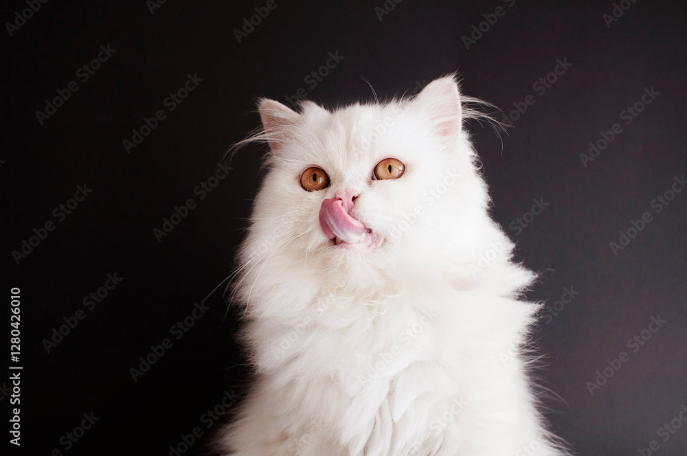 Fluffy White Cat Licking Its Nose Fluffy White Cat Licking Its Nose