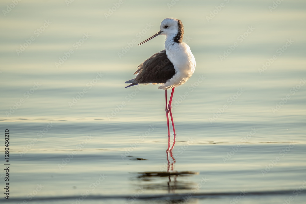 Obraz premium Black Winged Stilt