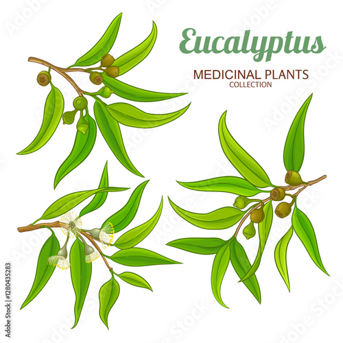 Eucalyptus Branch with Flowers, Berries and Leaves Colored Detailed Illustration. Essential oil ingredient for aromatherapy, health care, alternative medicine. Vector isolated for design or decoration