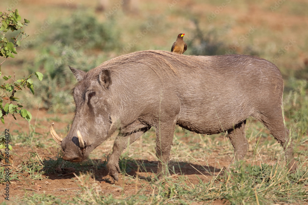 Warzenschwein und Gelbschnabel-Madenhacker / Warthog and Yellow-billed oxpecker / Phacochoerus africanus et Buphagus africanus.. Warzenschwein und Gelbschnabel-Madenhacker / Warthog and Yellow-billed oxpecker / Phacochoerus africanus et Buphagus africanus..
