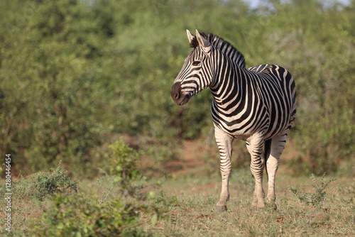 Fotografie Steppenzebra / Burchell's zebra / Equus quagga burchellii