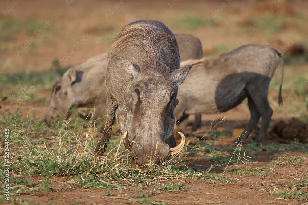 Fototapeta premium Warzenschwein / Warthog / Phacochoerus africanus..