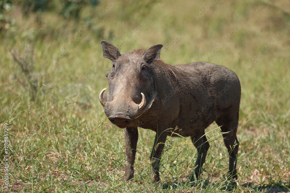 Warzenschwein / Warthog / Phacochoerus africanus.. Warzenschwein / Warthog / Phacochoerus africanus..