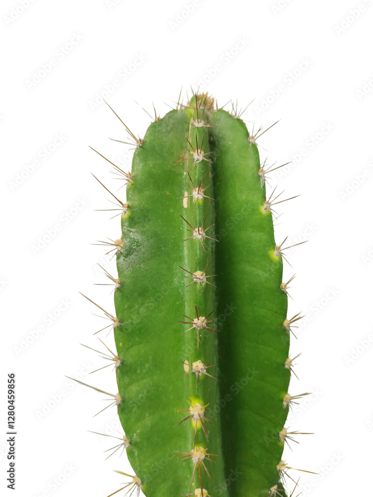 A cactus with a green stem and brown tips A cactus with a green stem and brown tips