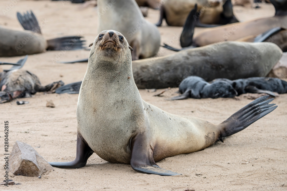 Seal on sand at large colony, Cape Cross, Namibia
